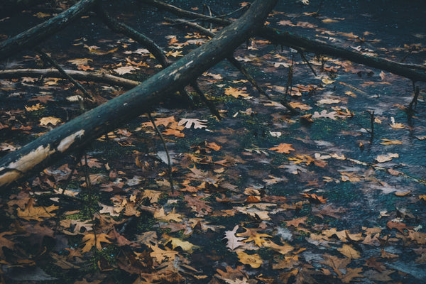 Best Outdoor Fall Activities In New Mexico