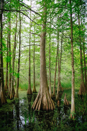 Best Outdoor Winter Activities In Louisiana