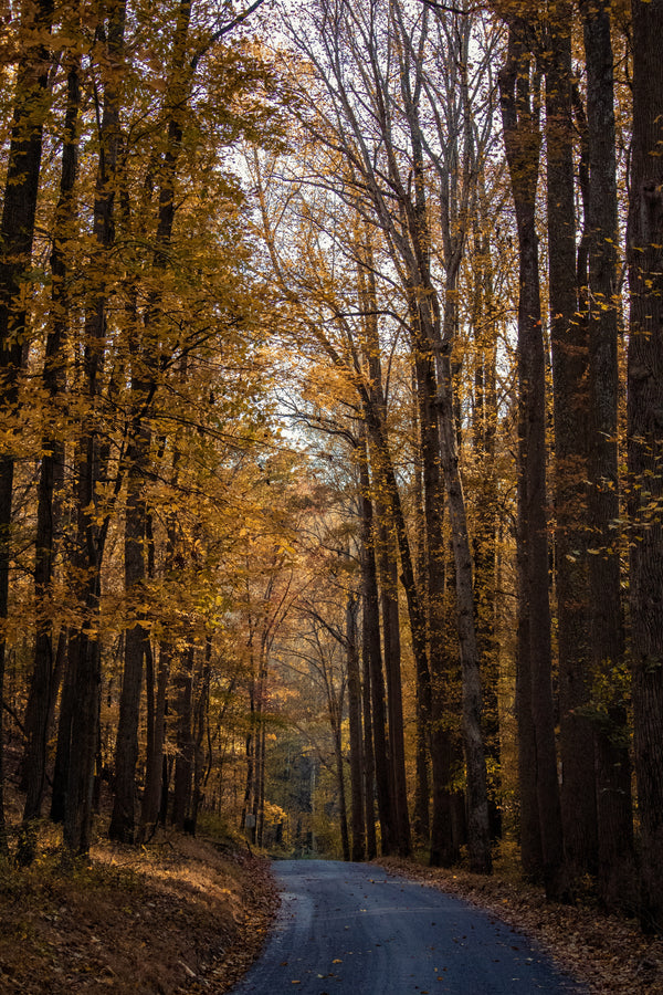 Best Places for Camping in Maryland