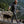 Man wearing a Venture Heat vest walking with a dog on a log by a lake